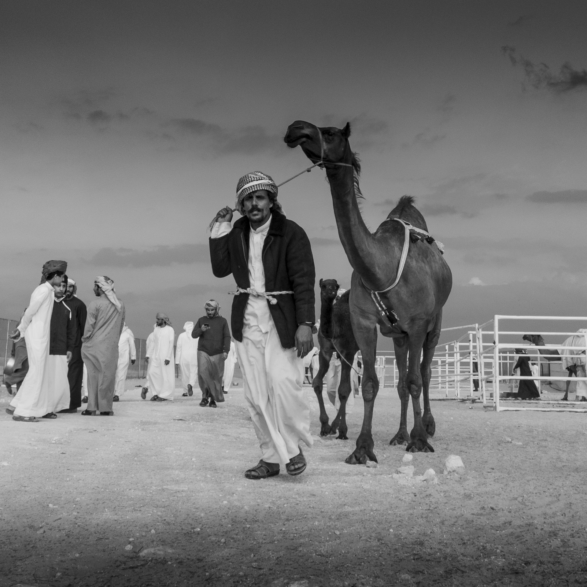 Al Dharfa Camel Festival 1