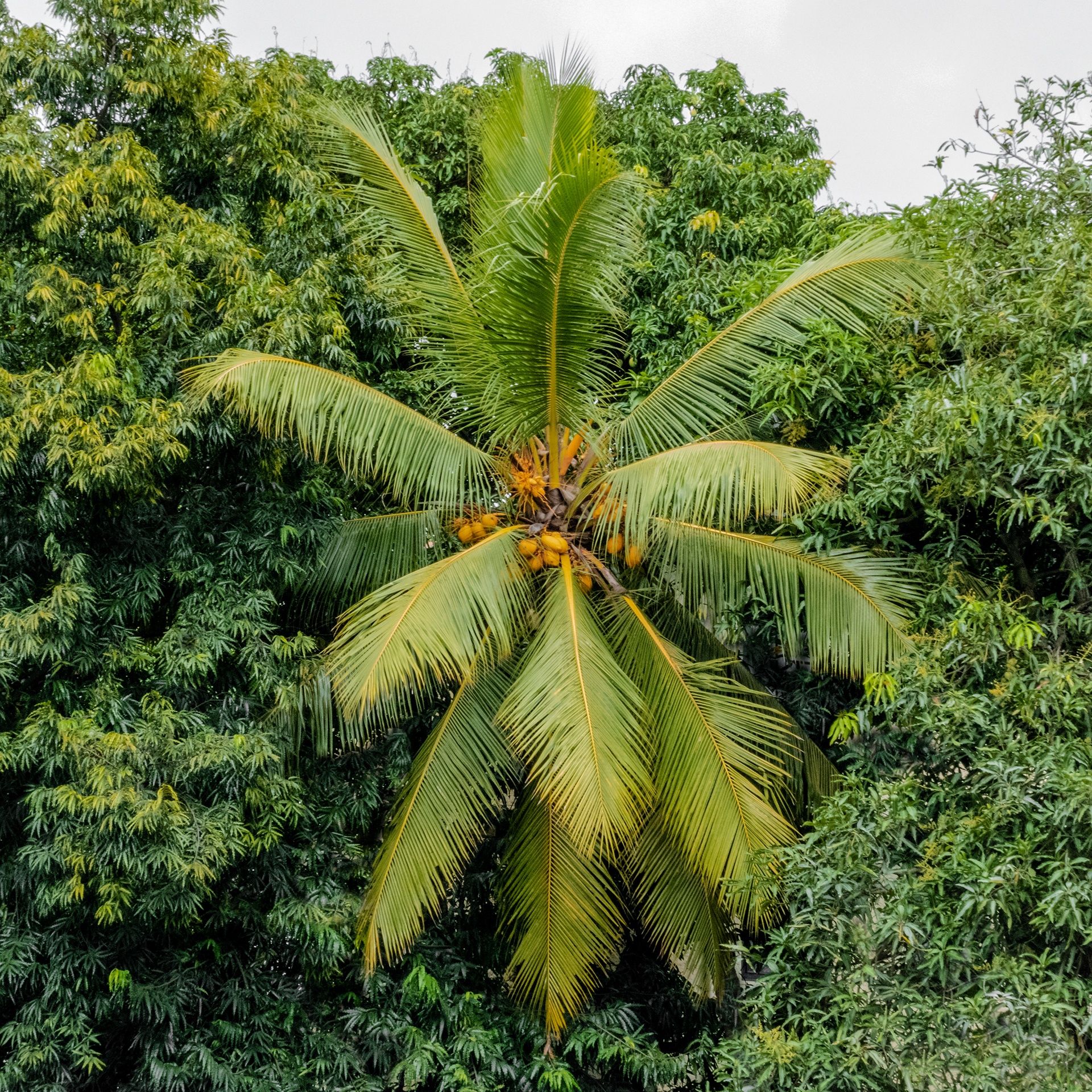 Peek a Boo Palm, Colombo, Sri Lanka
