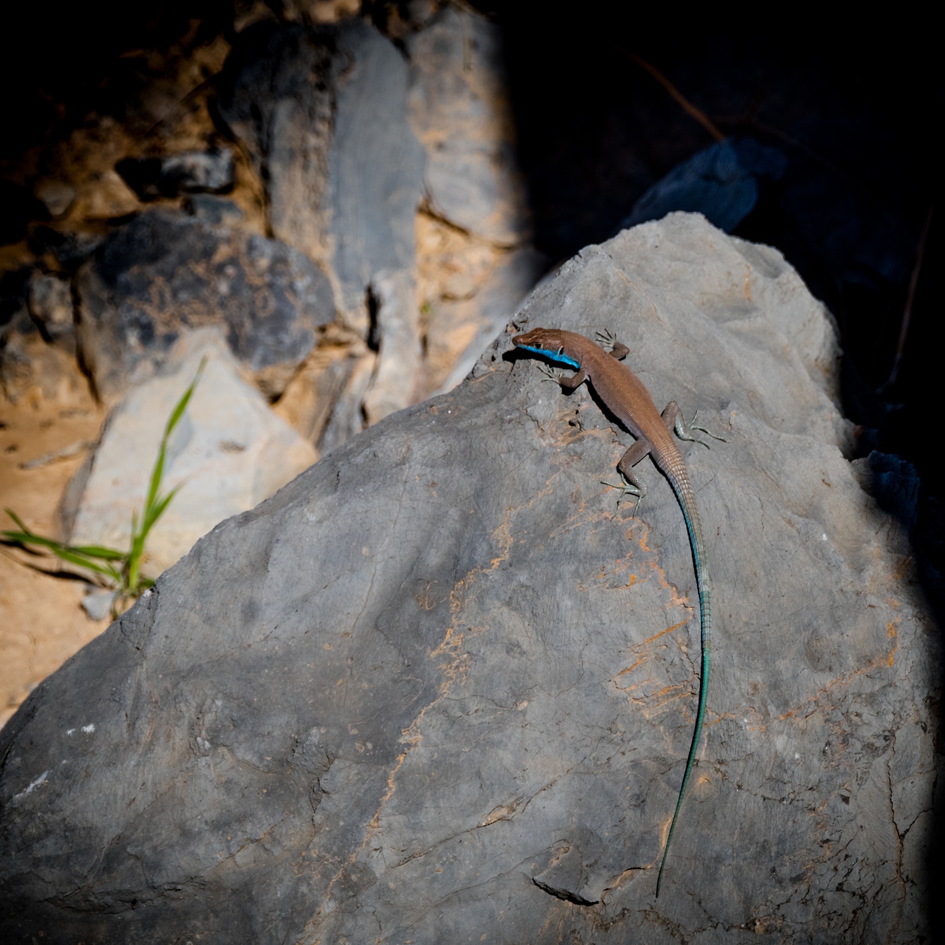 Omanosaura cyanura or Blue Tailed Lizard 01
