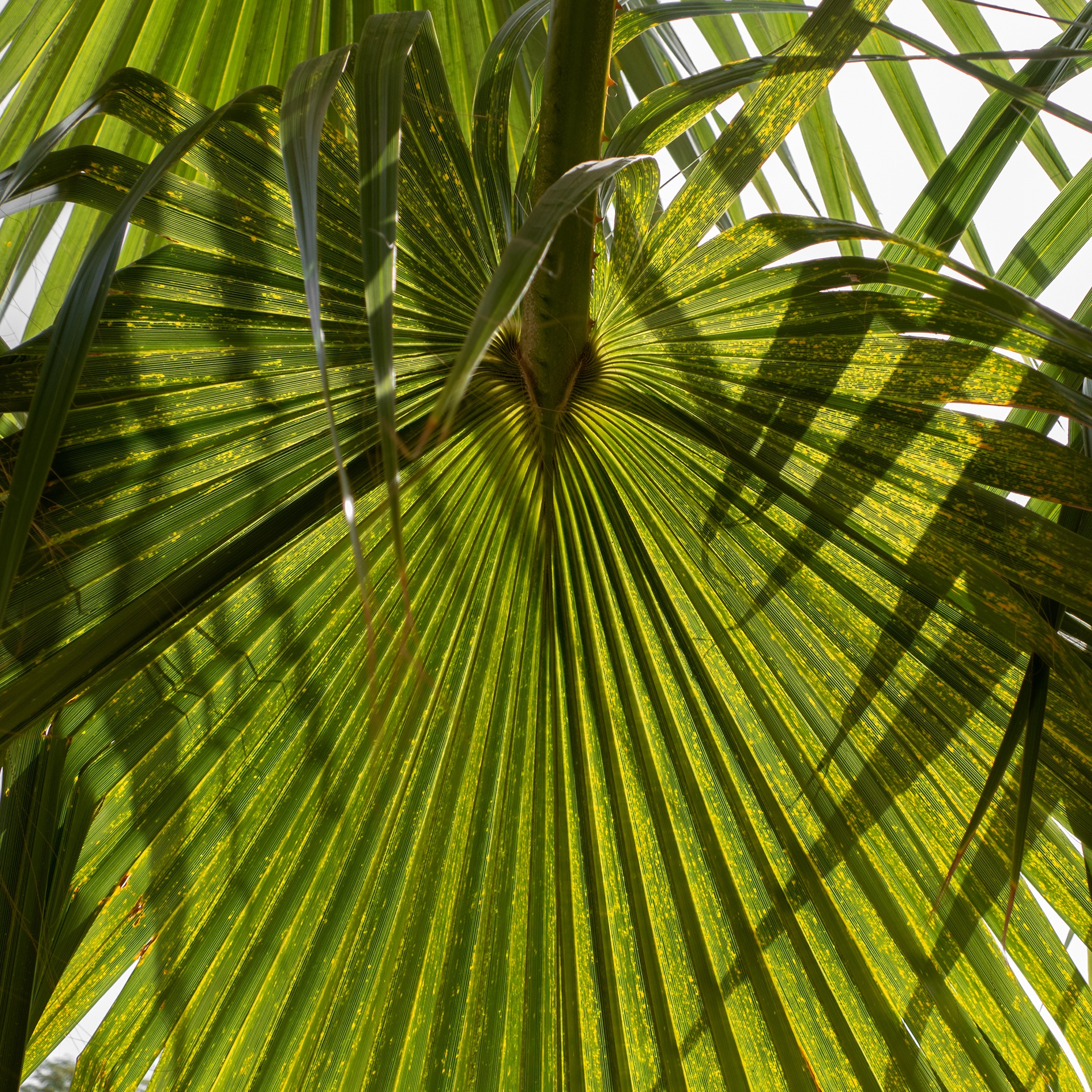 Palm leaf 04