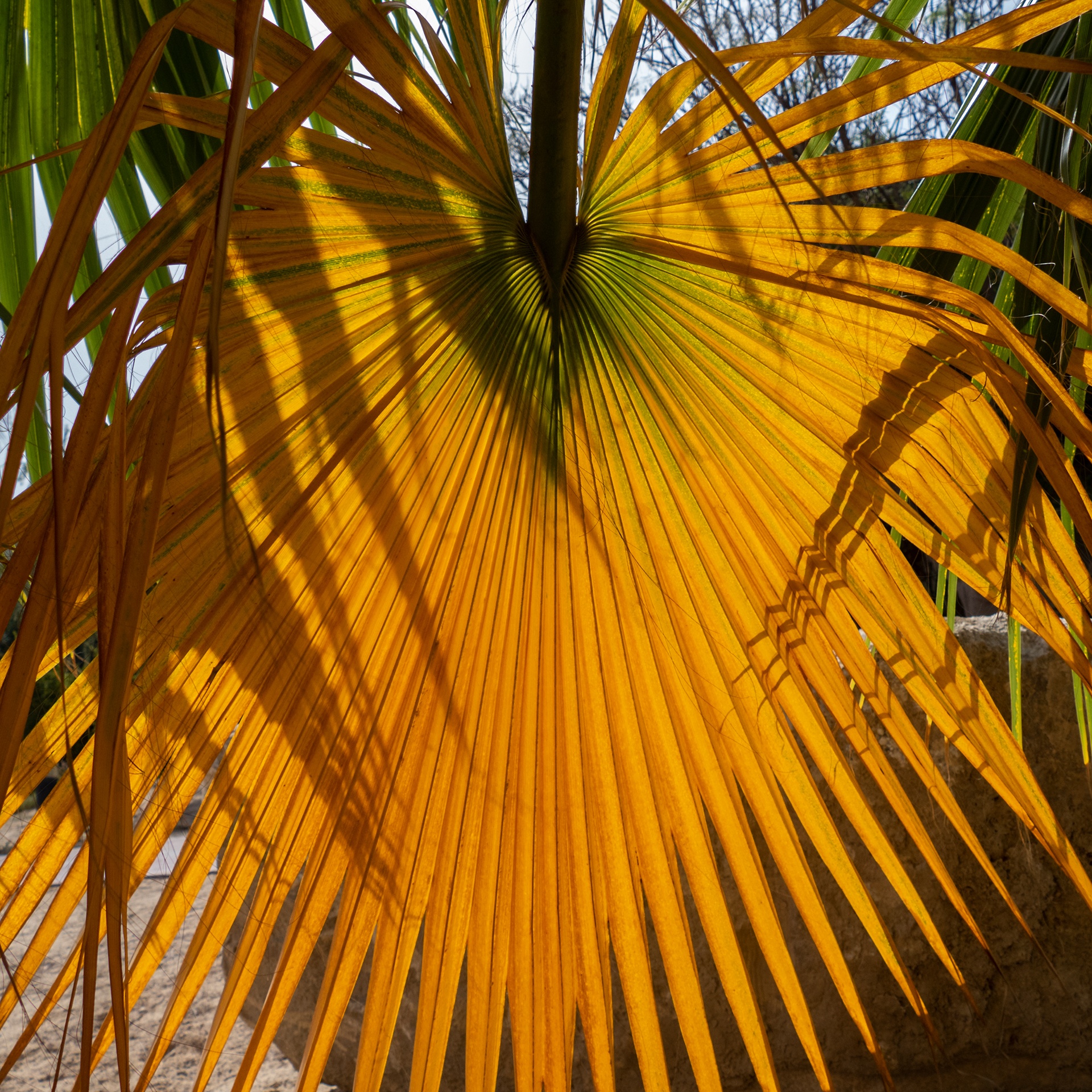 Palm leaf 03
