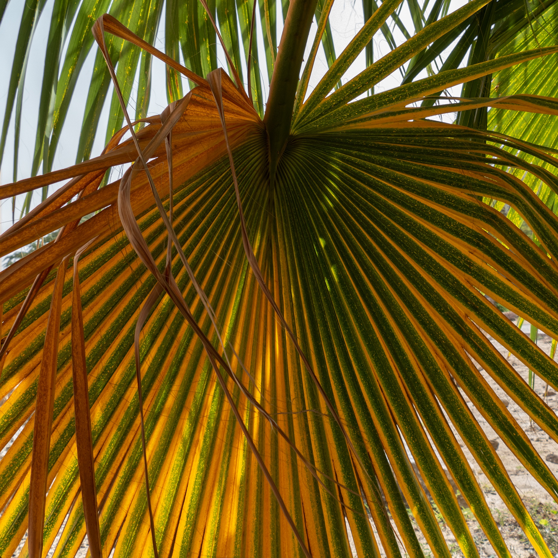 Palm leaf 02